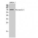 OLFML2A Antibody - Western blot of Photomedin-1 antibody