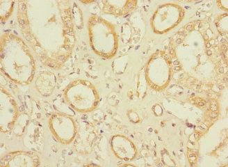 OLFML2A Antibody - Immunohistochemistry of paraffin-embedded human kidney tissue using OLFML2A Antibody at dilution of 1:100