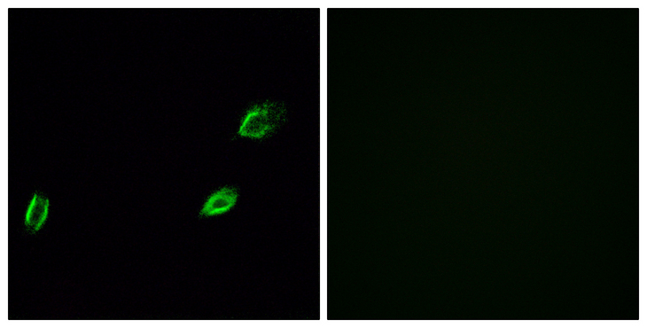 OLFML2A Antibody - Immunofluorescence analysis of A549 cells, using OLFML2A Antibody. The picture on the right is blocked with the synthesized peptide.
