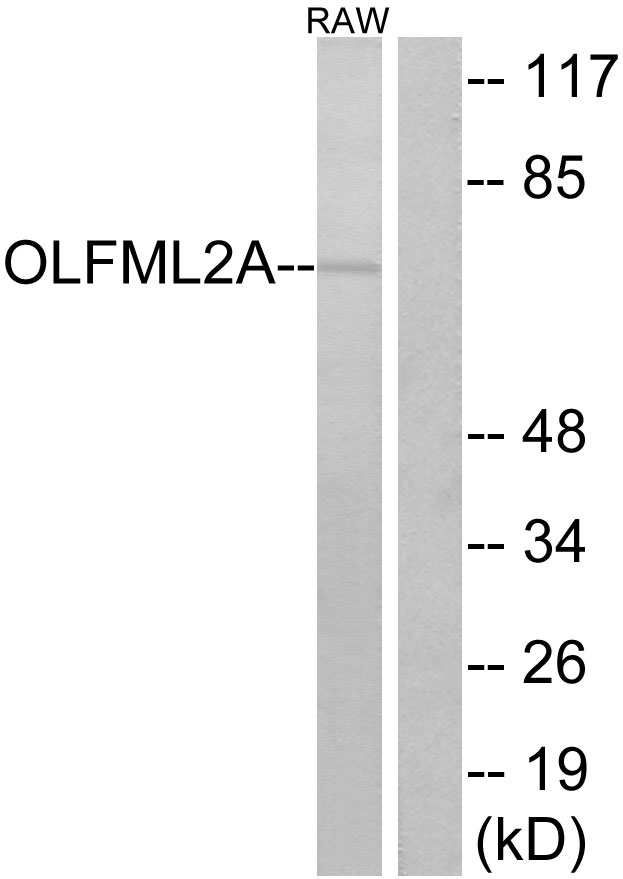 OLFML2A Antibody - Western blot analysis of lysates from RAW264.7 cells, using OLFML2A Antibody. The lane on the right is blocked with the synthesized peptide.
