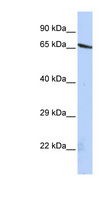 OLFML2A Antibody - OLFML2A antibody Western blot of HepG2 cell lysate. This image was taken for the unconjugated form of this product. Other forms have not been tested.