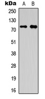 OLFML2A Antibody - Western blot analysis of OLFML2A expression in HepG2 (A); A549 (B) whole cell lysates.