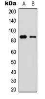 OLFML2B Antibody - Western blot analysis of OLFML2B expression in CEM (A); human muscle (B) whole cell lysates.