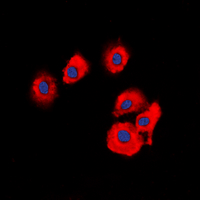 OLFML2B Antibody - Immunofluorescent analysis of OLFML2B staining in HUVEC cells. Formalin-fixed cells were permeabilized with 0.1% Triton X-100 in TBS for 5-10 minutes and blocked with 3% BSA-PBS for 30 minutes at room temperature. Cells were probed with the primary antibody in 3% BSA-PBS and incubated overnight at 4 deg C in a humidified chamber. Cells were washed with PBST and incubated with a DyLight 594-conjugated secondary antibody (red) in PBS at room temperature in the dark. DAPI was used to stain the cell nuclei (blue).