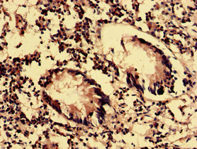 OLFML2B Antibody - Immunohistochemistry analysis of human appendix tissue using OLFML2B Antibody at dilution of 1:100