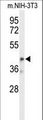 OLFML3 Antibody - Western blot of OLFML3 Antibody in mouse NIH-3T3 cell line lysates (35 ug/lane). OLFML3 (arrow) was detected using the purified antibody.