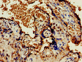 OLFML3 Antibody - Immunohistochemistry of paraffin-embedded human placenta tissue at dilution of 1:100