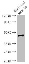 OLFML3 Antibody - Western Blot Positive WB detected in:Rat skeletal muscle tissue All Lanes:OLFML3 antibody at 2µg/ml Secondary Goat polyclonal to rabbit IgG at 1/50000 dilution Predicted band size: 47,44,33 KDa Observed band size: 47 KDa