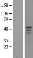 OLFML3 Protein - Western validation with an anti-DDK antibody * L: Control HEK293 lysate R: Over-expression lysate