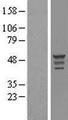 OLFML3 Protein - Western validation with an anti-DDK antibody * L: Control HEK293 lysate R: Over-expression lysate