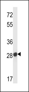 Olfr545 Antibody - Mouse Olfr545 Antibody western blot of mouse liver tissue lysates (35 ug/lane). The Olfr545 antibody detected the Olfr545 protein (arrow).