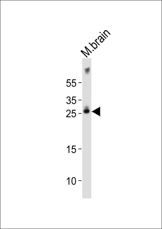 OLIG1 Antibody - Western blot of lysate from mouse brain tissue lysate, using Olig1 antibody diluted at 1:1000. A goat anti-rabbit IgG H&L (HRP) at 1:10000 dilution was used as the secondary antibody. Lysate at 20 ug.