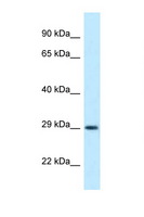 OLIG1 Antibody - OLIG1 antibody Western blot of Rat Lung lysate. Antibody concentration 1 ug/ml.  This image was taken for the unconjugated form of this product. Other forms have not been tested.