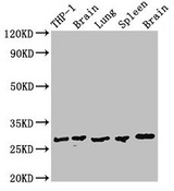 OLIG1 Antibody - Positive Western Blot detected in THP-1 whole cell lysate, Rat brain tissue, Rat lung tissue, Mouse spleen tissue, Mouse brain tissue. All lanes: OLIG1 antibody at 2.8 µg/ml Secondary Goat polyclonal to rabbit IgG at 1/50000 dilution. Predicted band size: 28 KDa. Observed band size: 28 KDa