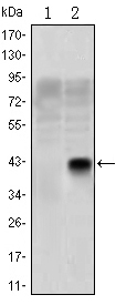 OLIG2 Antibody - Western blot using OLIG2 monoclonal antibody against HEK293 (1) and OLIG2(AA: 1-122)-hIgGFc transfected HEK293 (2) cell lysate.