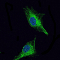 OLIG2 Antibody - Immunofluorescence of U251 cells using OLIG2 mouse monoclonal antibody (green). Blue: DRAQ5 fluorescent DNA dye.