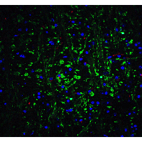 OLIG2 Antibody - Immunofluorescence of OLIG2 in mouse brain tissue with OLIG2 Antibodyat 20 µg/mL.Green: OLIG2 antibody  Red: Phylloidin staining Blue: DAPI staining