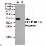 OLIG2 Antibody - Western blot detection of OLIG2 in CHO-K1 cell lysate (B) and CHO-K1 transfected by EGFP-OLIG2 fragment (A) cell lysate using OLIG2 mouse mAb (1:1000 diluted).