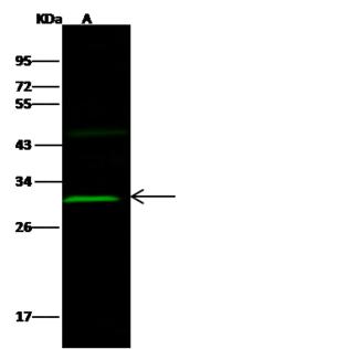 OLIG2 Antibody - Anti-OLIG2 rabbit polyclonal antibody at 1:500 dilution.Lane A: Mouse heart Tissue lysate. Lysates/proteins at 30 ug per lane. SecondaryGoat Anti-Rabbit IgG H&L (Dylight 800) at 1/10000 dilution. Developed using the Odyssey technique. Performed under reducing conditions. Predicted band size: 32 kDa. Observed band size: 30 kDa. (We are unsure as to the identity of these extra bands.)