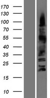 OLIG3 Protein - Western validation with an anti-DDK antibody * L: Control HEK293 lysate R: Over-expression lysate