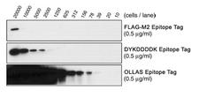 OLLAS Tag Antibody - pCMV-SD OLLAS - comparison of binding sensitivity of LifeSpan's antibody to OLLAS, DYKDDDDK and the FLAG-M2 monoclonal antibody from Sigma-Aldrich. WB 1612693 OLLAS Antibody - Western Blot on OLLAS tagged SFO-p41 protein.