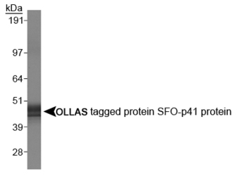 OLLAS Tag Antibody - OLLAS Antibody - Western Blot on OLLAS tagged SFO-p41 protein.