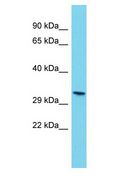 Olr806 Antibody - Olr806 antibody Western Blot of Rat Pancreas. Antibody dilution: 1 ug/ml.  This image was taken for the unconjugated form of this product. Other forms have not been tested.