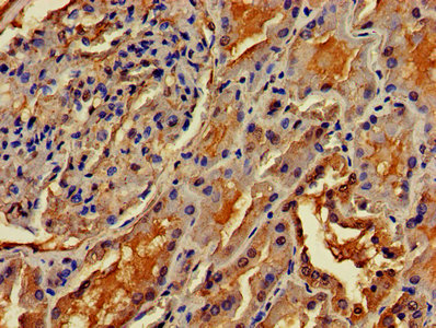 OMA1 Antibody - IHC image of OMA1 Antibody diluted at 1:400 and staining in paraffin-embedded human kidney tissue performed on a Leica BondTM system. After dewaxing and hydration, antigen retrieval was mediated by high pressure in a citrate buffer (pH 6.0). Section was blocked with 10% normal goat serum 30min at RT. Then primary antibody (1% BSA) was incubated at 4°C overnight. The primary is detected by a biotinylated secondary antibody and visualized using an HRP conjugated SP system.