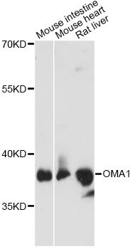 OMA1 Antibody - Western blot analysis of extracts of various cell lines, using OMA1 antibody at 1:3000 dilution. The secondary antibody used was an HRP Goat Anti-Rabbit IgG (H+L) at 1:10000 dilution. Lysates were loaded 25ug per lane and 3% nonfat dry milk in TBST was used for blocking. An ECL Kit was used for detection and the exposure time was 30s.