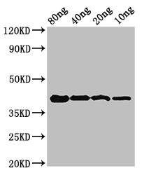 omcB Antibody - Positive Western Blot detected in Recombinant protein All lanes omcB antibody at 3.2 µg/ml Secondary Goat polyclonal to rabbit IgG at 1/50000 dilution. Predicted band size: 42 KDa. Observed band size: 42 KDa