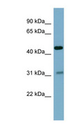 OMD / Osteomodulin Antibody - OMD antibody Western blot of Fetal Muscle lysate. This image was taken for the unconjugated form of this product. Other forms have not been tested.
