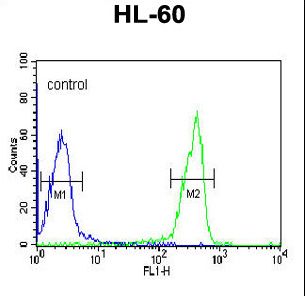 OMD / Osteomodulin Antibody - OMD Antibody flow cytometry of HL-60 cells (right histogram) compared to a negative control cell (left histogram). FITC-conjugated goat-anti-rabbit secondary antibodies were used for the analysis.
