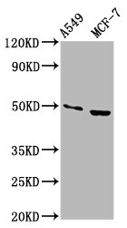 OMD / Osteomodulin Antibody - Western Blot Positive WB detected in: A549 whole cell lysate, MCF-7 whole cell lysate All Lanes: OMD antibody at 3.5µg/ml Secondary Goat polyclonal to rabbit IgG at 1/50000 dilution Predicted band size: 50 KDa Observed band size: 50 KDa