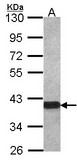 OMG / OMGP Antibody - Sample (30 ug of whole cell lysate). A: IMR32 10% SDS PAGE. OMG / OMGP antibody diluted at 1:1000.