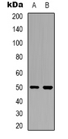 OMG / OMGP Antibody - Western blot analysis of OMGP expression in IMR32 (A); HEK293T (B) whole cell lysates.