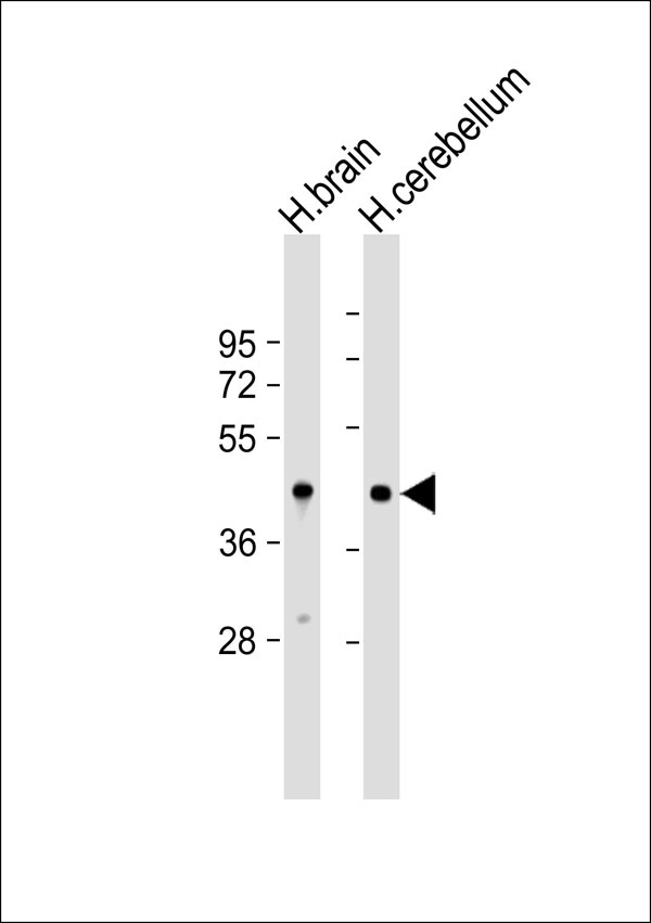 OMG / OMGP Antibody - All lanes: Anti-OMGP Antibody at 1:1000 dilution. Lane 1: human brain lysate. Lane 2: human cerebellum lysate Lysates/proteins at 20 ug per lane. Secondary Goat Anti-Rabbit IgG, (H+L), Peroxidase conjugated at 1:10000 dilution. Predicted band size: 50 kDa. Blocking/Dilution buffer: 5% NFDM/TBST.