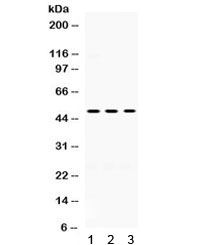 OMG / OMGP Antibody