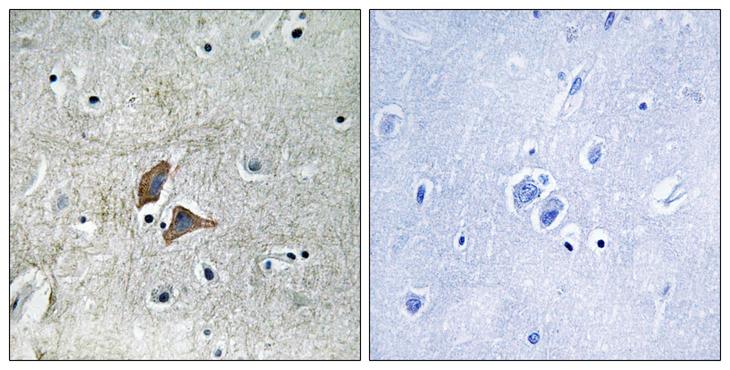 OMG / OMGP Antibody - Peptide - + Immunohistochemistry analysis of paraffin-embedded human brain tissue using OMG antibody.