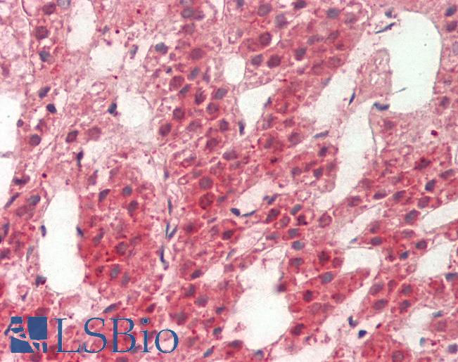 OMP Antibody - Human Adrenal: Formalin-Fixed, Paraffin-Embedded (FFPE).  This image was taken for the unconjugated form of this product. Other forms have not been tested.