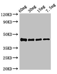 ompK Antibody - Western Blot Positive WB detected in Recombinant protein All lanes: ompK antibody at 3.4µg/ml Secondary Goat polyclonal to rabbit IgG at 1/50000 dilution predicted band size: 44 kDa observed band size: 44 kDa