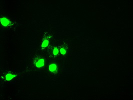 ONECUT1 / HNF6 Antibody - Anti-HNF6 mouse monoclonal antibody  immunofluorescent staining of COS7 cells transiently transfected by pCMV6-ENTRY HNF6.