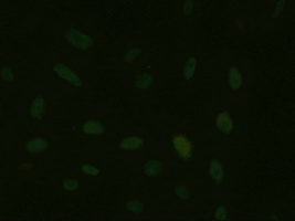 ONECUT1 / HNF6 Antibody - Immunofluorescent staining of HeLa cells using anti-HNF6 mouse monoclonal antibody.