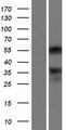ONECUT2 / OC2 Protein - Western validation with an anti-DDK antibody * L: Control HEK293 lysate R: Over-expression lysate