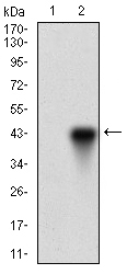 ONECUT3 / OC3 Antibody - Western blot using ONECUT3 monoclonal antibody against HEK293 (1) and ONECUT3 (AA: 350-455)-hIgGFc transfected HEK293 (2) cell lysate.