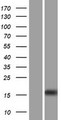 OOEP Protein - Western validation with an anti-DDK antibody * L: Control HEK293 lysate R: Over-expression lysate