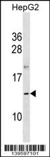OOSP1 Antibody - OOSP1 Antibody (C-term) western blot analysis in HepG2 cell line lysates (35ug/lane).This demonstrates the OOSP1 antibody detected the OOSP1 protein (arrow).