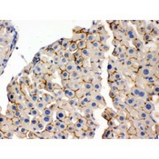 OPA1 Antibody - OPA1 antibody IHC-paraffin. IHC(P): Mouse Liver Tissue.