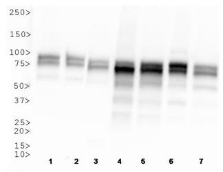 OPA1 Antibody - OPA1 Antibody (1E8-1D9) - Western blot of OPA1 expression in 1) HeLa 2) MEF 3) HepG2 4) A431 5) CHO 6)PC12 and 7) Ntera2 whole cell lysates.