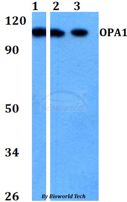 OPA1 Antibody - Western blot of OPA1 antibody at 1:500 dilution. Lane 1: A549 whole cell lysate. Lane 2: Raw264.7 whole cell lysate. Lane 3: PC12 whole cell lysate.
