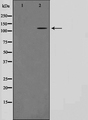 OPA1 Antibody - Western blot analysis OPA1 using COLO205 whole cells lysates